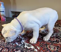 Star, a male French Bulldog for sale in Lake City, FL – Photo 4 of 6