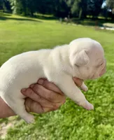 Sampson, a male French Bulldog for sale in Lake City, FL – 4 of 6