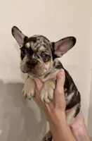 Potter, a male French Bulldog for sale in Lake City, FL – 2 of 9