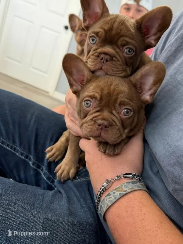 Hyatt – French Bulldog puppy for sale in Lake City, FL