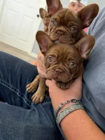 Hyatt, a male French Bulldog for sale in Lake City, FL – 1 of 5