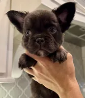 Tank, a male French Bulldog for sale in Lake City, FL – 2 of 6