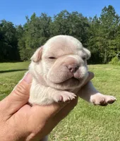 Hilton, a female French Bulldog for sale in Lake City, FL – 1 of 8