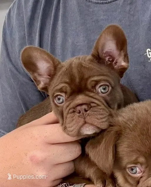 Red Sonya – French Bulldog puppy for sale in Lake City, FL