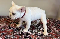 Charlie, a male French Bulldog for sale in Lake City, FL – Photo 4 of 6