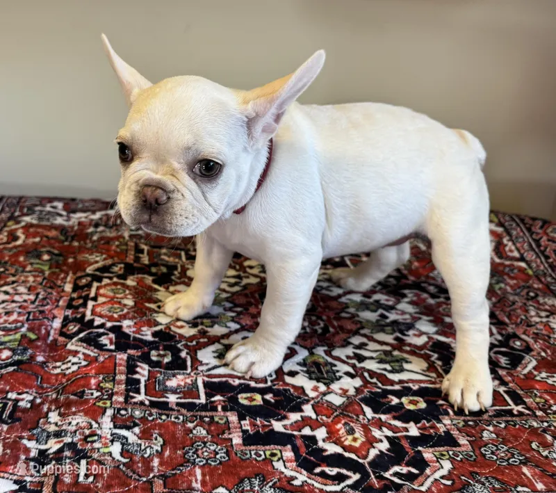 Charlie – French Bulldog puppy for sale in Lake City, FL