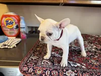 Charlie, a male French Bulldog for sale in Lake City, FL – Photo 6 of 6