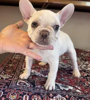 Charlie, a male French Bulldog for sale in Lake City, FL – Photo 5 of 6