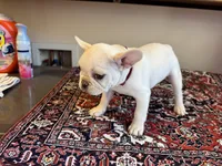 Charlie, a male French Bulldog for sale in Lake City, FL – Photo 2 of 6