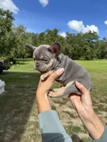 Sawyer, a male French Bulldog for sale in Lake City, FL – 2 of 5