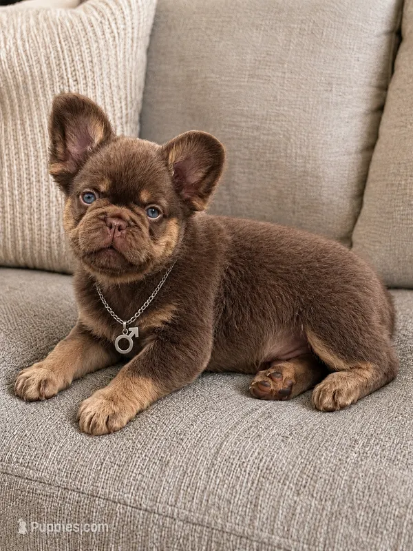 Chewy – French Bulldog puppy for sale in Lake City, FL