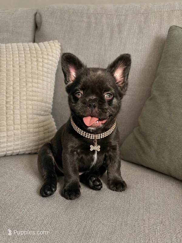 Hope – French Bulldog puppy for sale in Lake City, FL