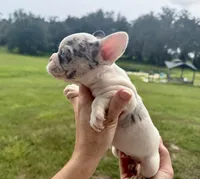 Maverick, a male French Bulldog for sale in Lake City, FL – 4 of 8