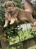 Chewy, a male French Bulldog for sale in Lake City, FL – 2 of 7