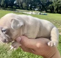 Sable, a female French Bulldog for sale in Lake City, FL – 2 of 5