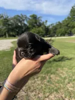 Tank, a male French Bulldog for sale in Lake City, FL – 4 of 8