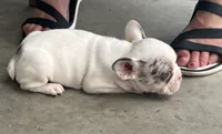 Maverick, a male French Bulldog for sale in Lake City, FL – 3 of 8