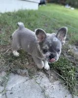 Titus, a male French Bulldog for sale in Lake City, FL – 3 of 6