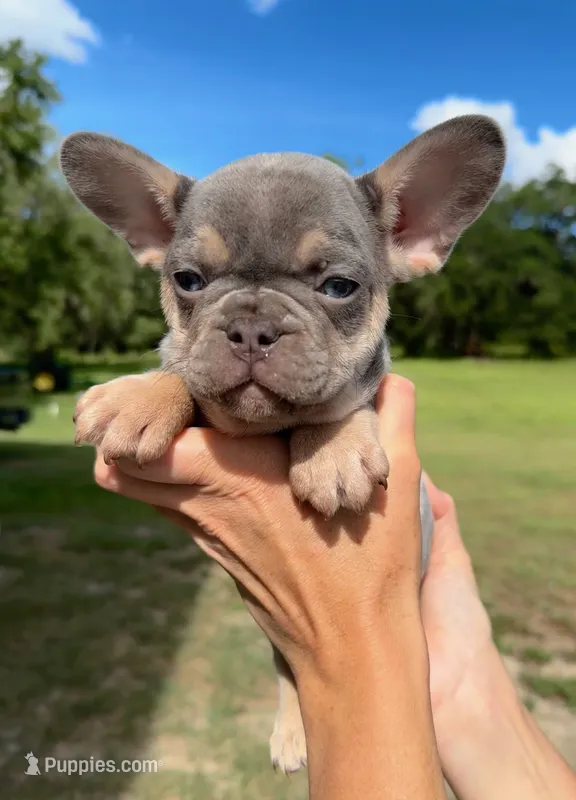 Sawyer – French Bulldog puppy for sale in Lake City, FL