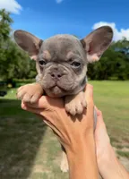 Sawyer, a male French Bulldog for sale in Lake City, FL – 1 of 5