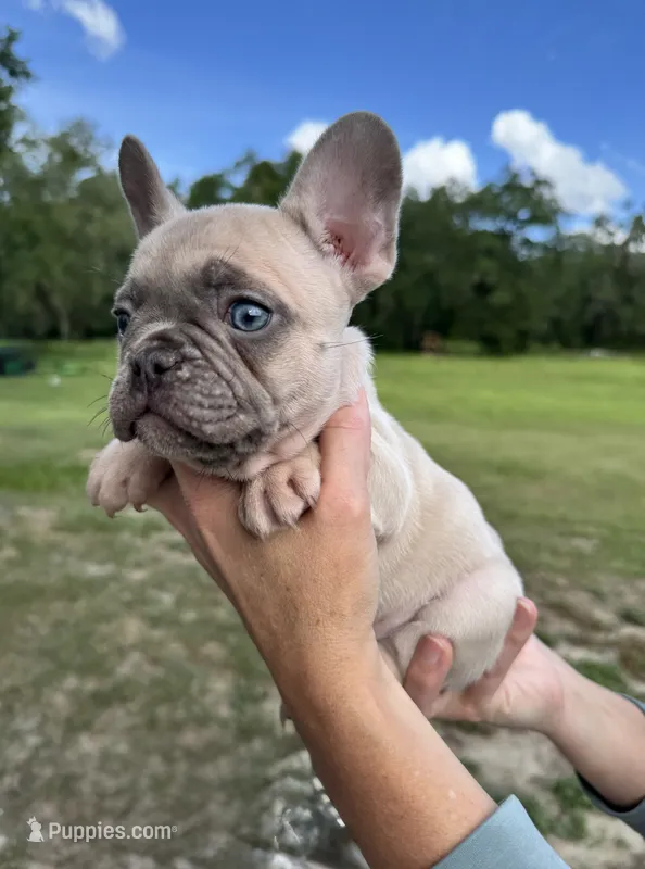 Sable – French Bulldog puppy for sale in Lake City, FL