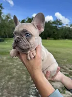 Sable, a female French Bulldog for sale in Lake City, FL – 1 of 9