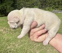 Hilton, a female French Bulldog for sale in Lake City, FL – 5 of 8