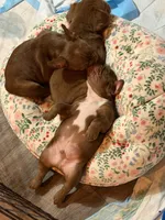 Hyatt, a male French Bulldog for sale in Lake City, FL – 8 of 10