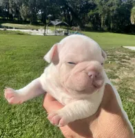 Sampson, a male French Bulldog for sale in Lake City, FL – 2 of 6