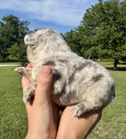 Harley, a female French Bulldog for sale in Lake City, FL – 2 of 6