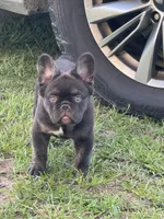 Tank, a male French Bulldog for sale in Lake City, FL – 2 of 6