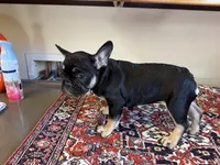 Coco, a female French Bulldog for sale in Lake City, FL – Photo 5 of 5