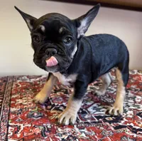 Coco, a female French Bulldog for sale in Lake City, FL – Photo 3 of 5