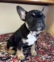 Coco, a female French Bulldog for sale in Lake City, FL – Photo 2 of 5