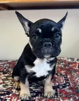 Coco, a female French Bulldog for sale in Lake City, FL – Photo 1 of 5