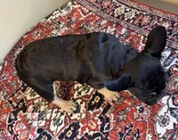 Coco, a female French Bulldog for sale in Lake City, FL – Photo 4 of 5