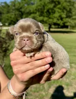 Titan, a male French Bulldog for sale in Lake City, FL – 2 of 6
