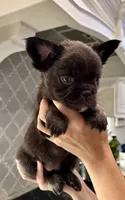 Tank, a male French Bulldog for sale in Lake City, FL – 3 of 6
