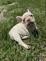 Sampson, a male French Bulldog for sale in Lake City, FL – 3 of 6