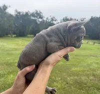 Goose, a male French Bulldog for sale in Lake City, FL – 2 of 6