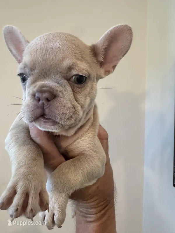 Gucci – French Bulldog puppy for sale in Lake City, FL