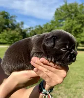 Hope, a female French Bulldog for sale in Lake City, FL – 3 of 8