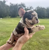Potter, a male French Bulldog for sale in Lake City, FL – 4 of 9
