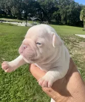 Sampson, a male French Bulldog for sale in Lake City, FL – 6 of 6