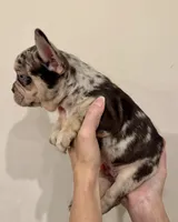 Potter, a male French Bulldog for sale in Lake City, FL – 5 of 9