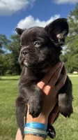Tank, a male French Bulldog for sale in Lake City, FL – 1 of 6