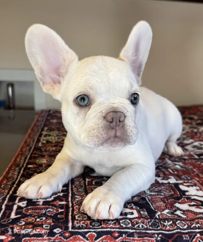 Elsa – French Bulldog puppy for sale in Lake City, FL