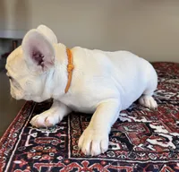 Elsa, a male French Bulldog for sale in Lake City, FL – Photo 5 of 5