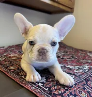 Elsa, a male French Bulldog for sale in Lake City, FL – Photo 4 of 5