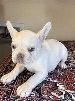 Elsa, a male French Bulldog for sale in Lake City, FL – Photo 2 of 5